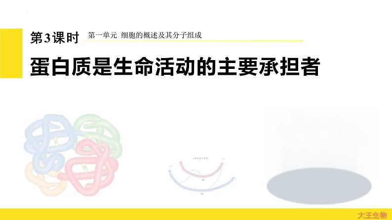 2.4 蛋白质是生命活动的主要承担者 课件 2024届高三生物(人教版2019)一轮复习第1页