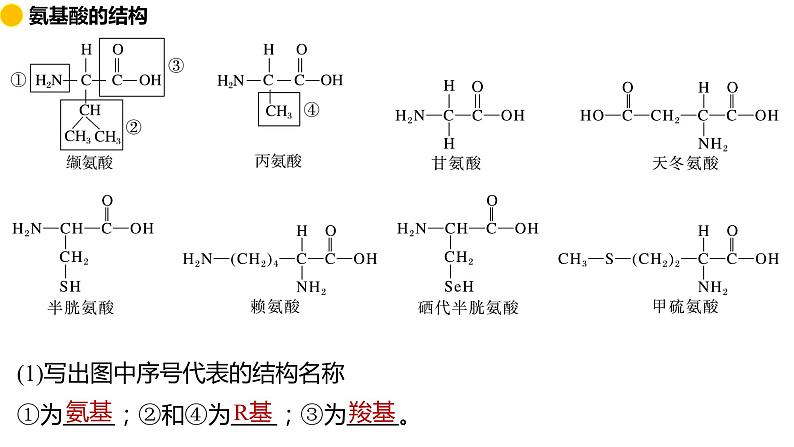 2.4 蛋白质是生命活动的主要承担者 课件 2024届高三生物(人教版2019)一轮复习第4页