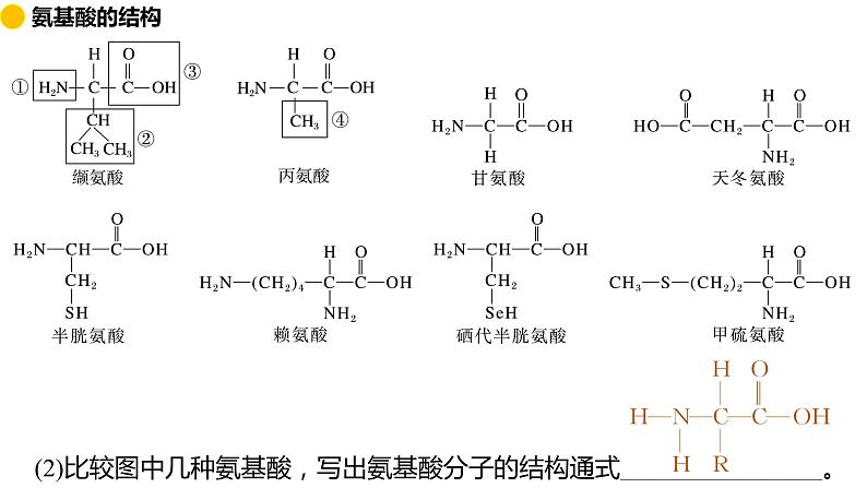 2.4 蛋白质是生命活动的主要承担者 课件 2024届高三生物(人教版2019)一轮复习第5页