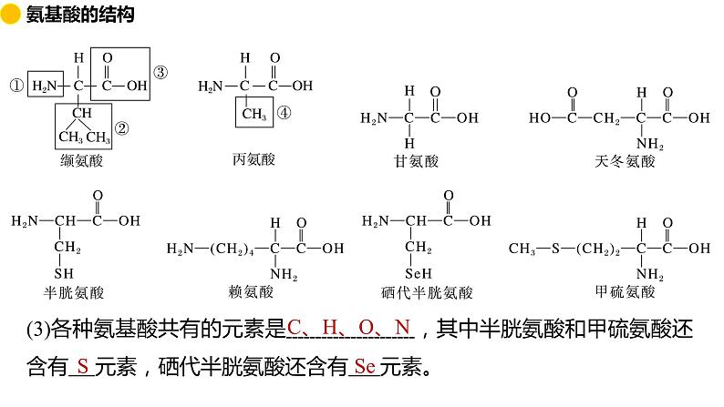 2.4 蛋白质是生命活动的主要承担者 课件 2024届高三生物(人教版2019)一轮复习第6页