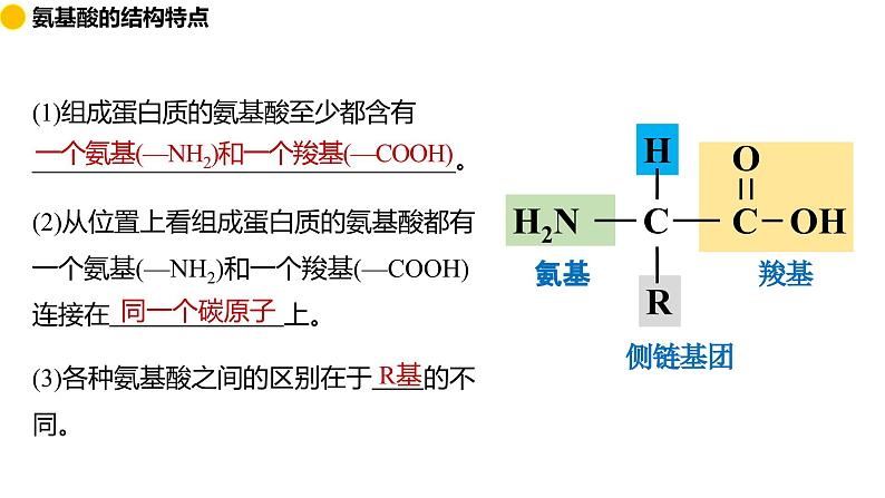2.4 蛋白质是生命活动的主要承担者 课件 2024届高三生物(人教版2019)一轮复习第7页