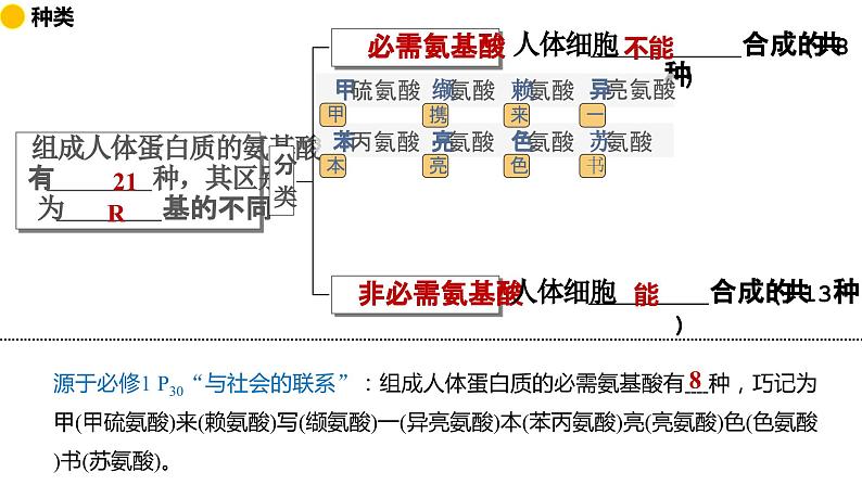2.4 蛋白质是生命活动的主要承担者 课件 2024届高三生物(人教版2019)一轮复习第8页