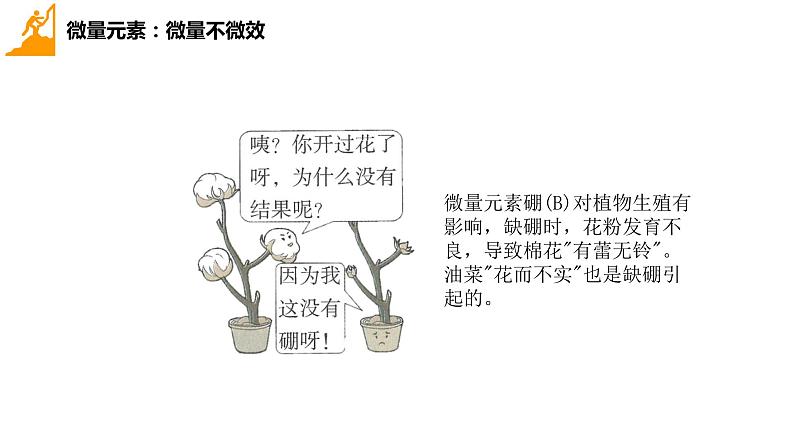 2024届高三生物一轮复习课件组成细胞的分子(纯知识)第5页