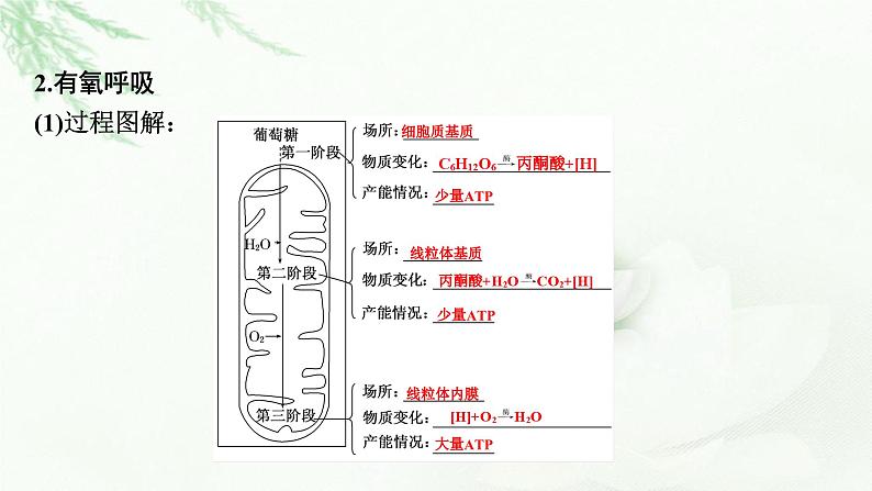 2024届高考生物一轮复习第三单元细胞的能量供应和作用第2讲细胞的能量“货币”ATP细胞呼吸的原理和应用课件第8页