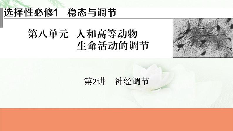2024届高考生物一轮复习第八单元人和高等动物生命活动的调节第2讲神经调节课件第1页