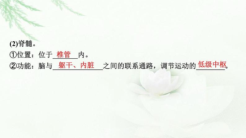 2024届高考生物一轮复习第八单元人和高等动物生命活动的调节第2讲神经调节课件第4页