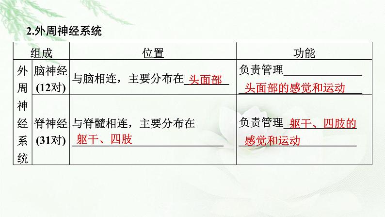 2024届高考生物一轮复习第八单元人和高等动物生命活动的调节第2讲神经调节课件第5页