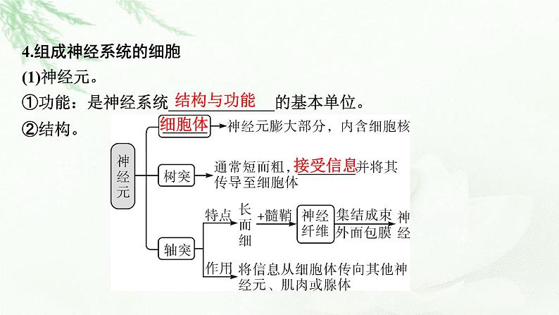 2024届高考生物一轮复习第八单元人和高等动物生命活动的调节第2讲神经调节课件第8页