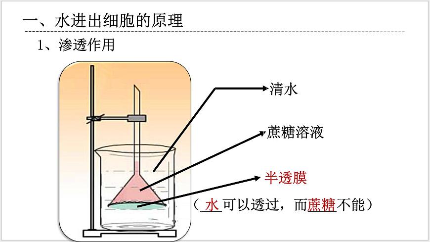 4《 細(xì)胞的物質(zhì)輸入和輸出》第3頁(yè)
