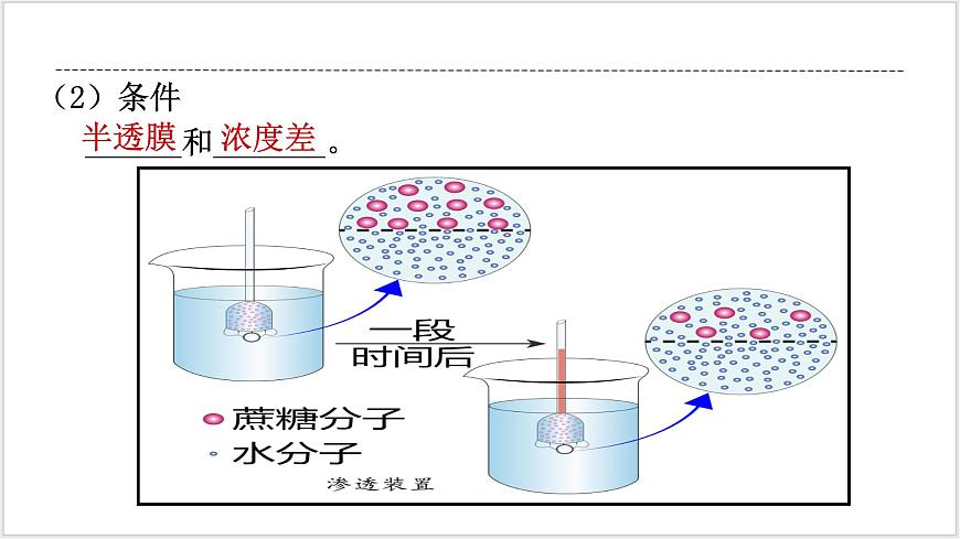4《 細(xì)胞的物質(zhì)輸入和輸出》第5頁(yè)