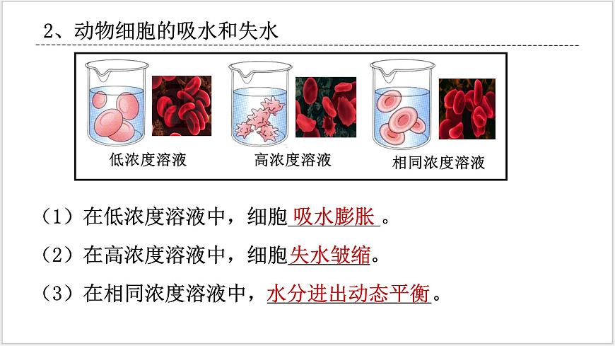 4《 細(xì)胞的物質(zhì)輸入和輸出》第7頁(yè)