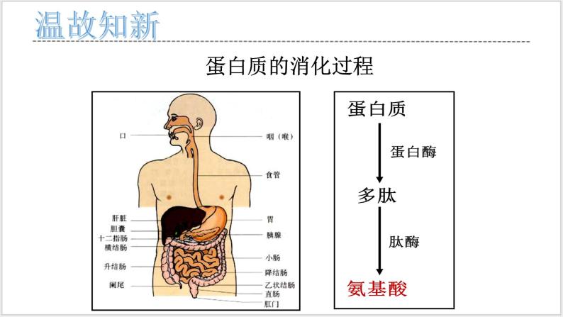 人教版2019必修一高中生物学5.1《降低化学反应活化能的酶》课件+同步分层练习04