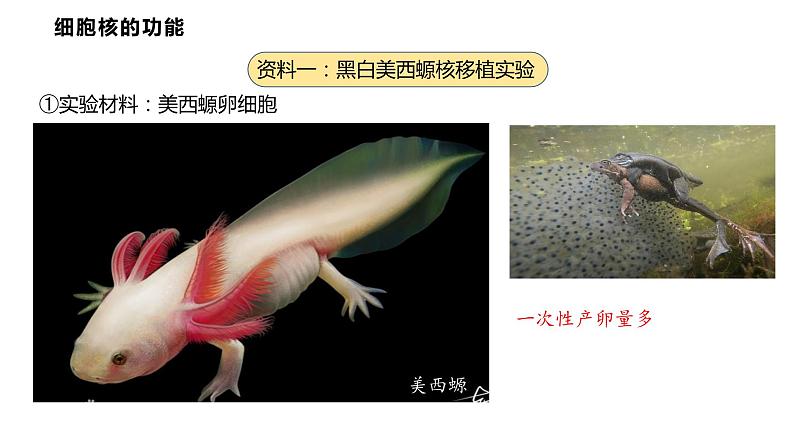 3.3 细胞核的结构和功能课件PPT第4页