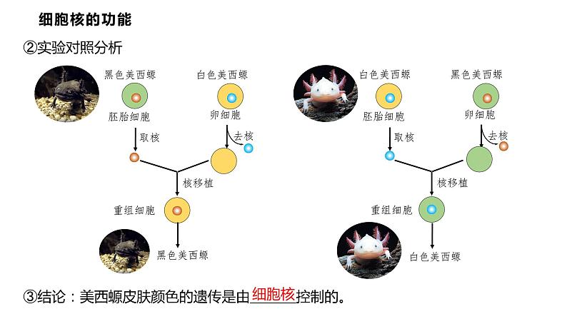 3.3 细胞核的结构和功能课件PPT第5页