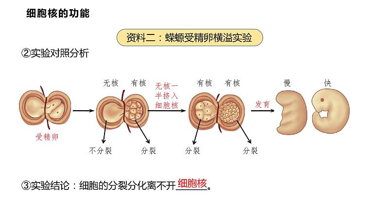 3.3 细胞核的结构和功能课件PPT第7页