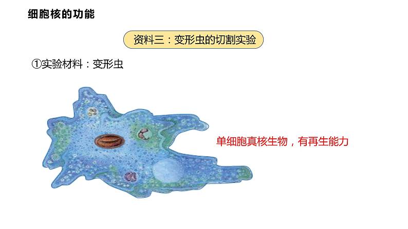 3.3 细胞核的结构和功能课件PPT第8页