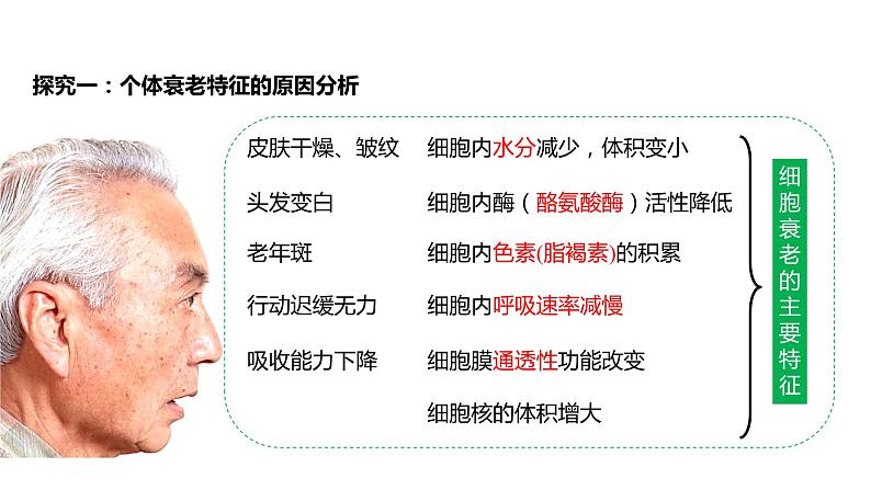 6.3 细胞的衰老和死亡课件PPT第6页