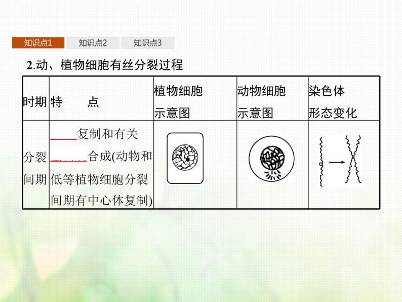 高中生物学考复习专题第三单元细胞的生命历程7细胞通过分裂增殖课件05