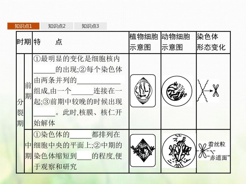 高中生物学考复习专题第三单元细胞的生命历程7细胞通过分裂增殖课件06