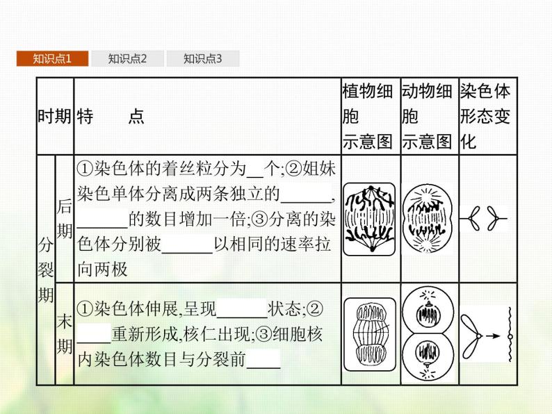 高中生物学考复习专题第三单元细胞的生命历程7细胞通过分裂增殖课件07