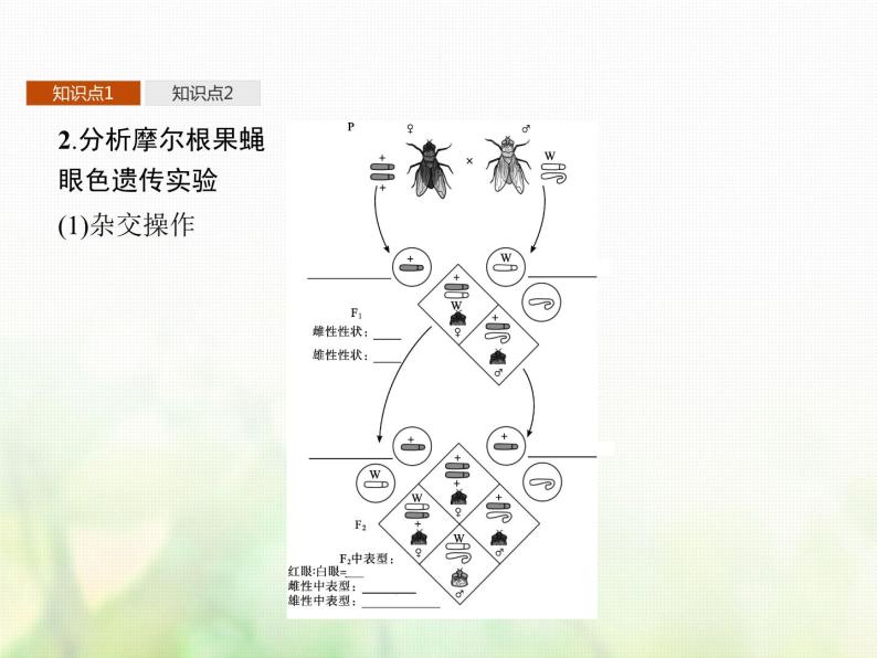 高中生物学考复习专题第五单元染色体与遗传12性染色体与伴性遗传( 含遗传的染色体学说)课件05