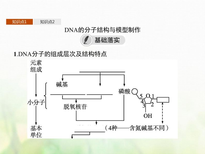 高中生物学考复习专题第六单元遗传的分子基础14DNA的分子结构与复制课件03