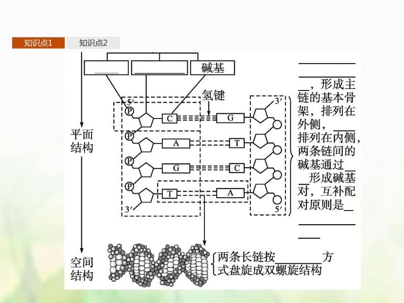 高中生物学考复习专题第六单元遗传的分子基础14DNA的分子结构与复制课件04