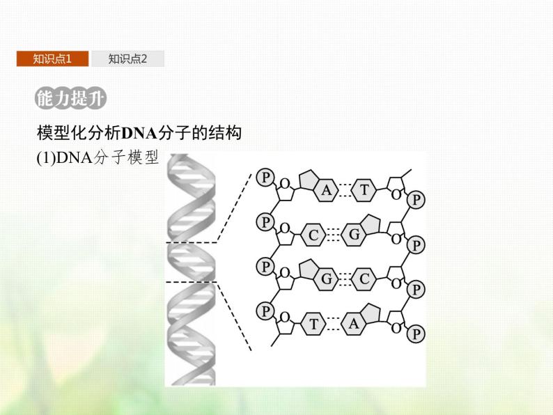 高中生物学考复习专题第六单元遗传的分子基础14DNA的分子结构与复制课件08