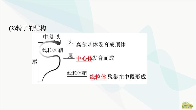 2024届苏教版高考生物一轮复习胚胎工程及其应用课件05