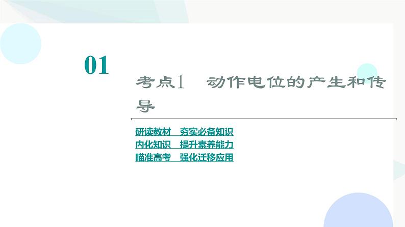 2024届苏教版高考生物一轮复习神经调节(2)课件第3页