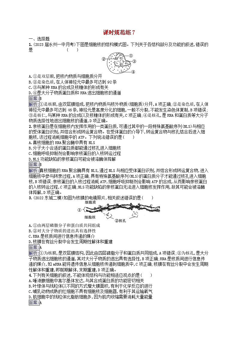 适用于新教材2024版高考生物一轮总复习课时规范练7细胞核与细胞结构的统一性新人教版第1页