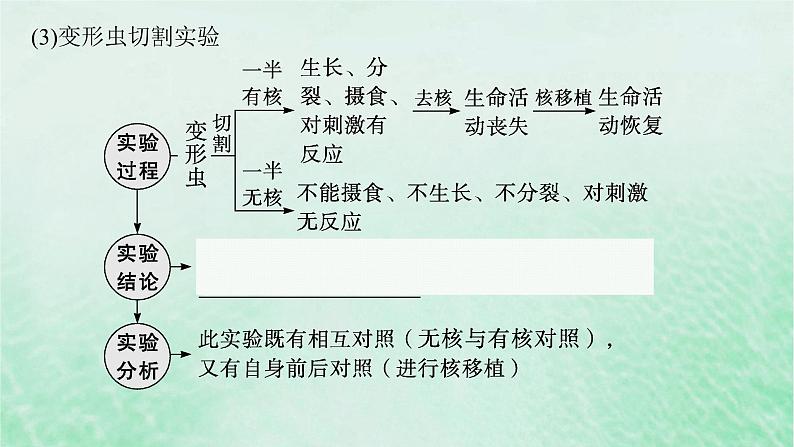 适用于新教材2024版高考生物一轮总复习第2单元细胞的基本结构及物质运输第7讲细胞核与细胞结构的统一性课件新人教版 (1)第7页