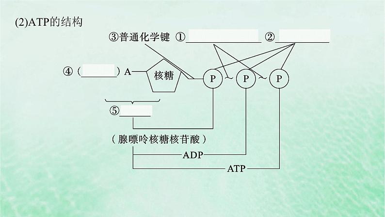 适用于新教材2024版高考生物一轮总复习第3单元细胞的代谢第11讲细胞的能量“货币”ATP课件新人教版第6页