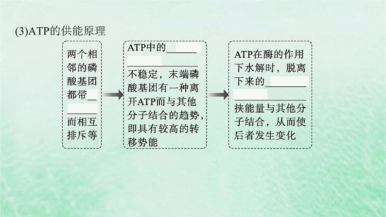适用于新教材2024版高考生物一轮总复习第3单元细胞的代谢第11讲细胞的能量“货币”ATP课件新人教版第8页