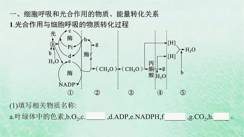 适用于新教材2024版高考生物一轮总复习第3单元细胞的代谢第15讲光合作用细胞呼吸的综合课件新人教版05