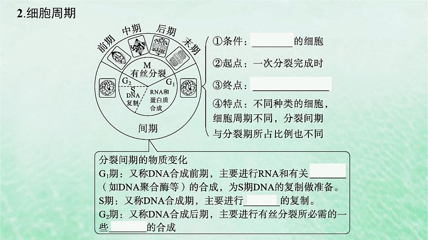 適用于新教材2024版高考生物一輪總復(fù)習(xí)第4單元細(xì)胞的生命歷程第16講細(xì)胞的增殖課件新人教版第6頁(yè)