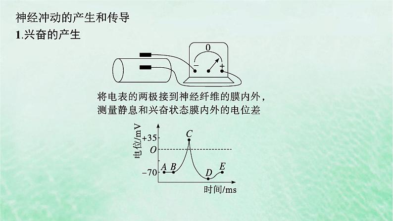适用于新教材2024版高考生物一轮总复习第8单元稳态与调节第31讲神经冲动的产生传导和传递课件新人教版第5页