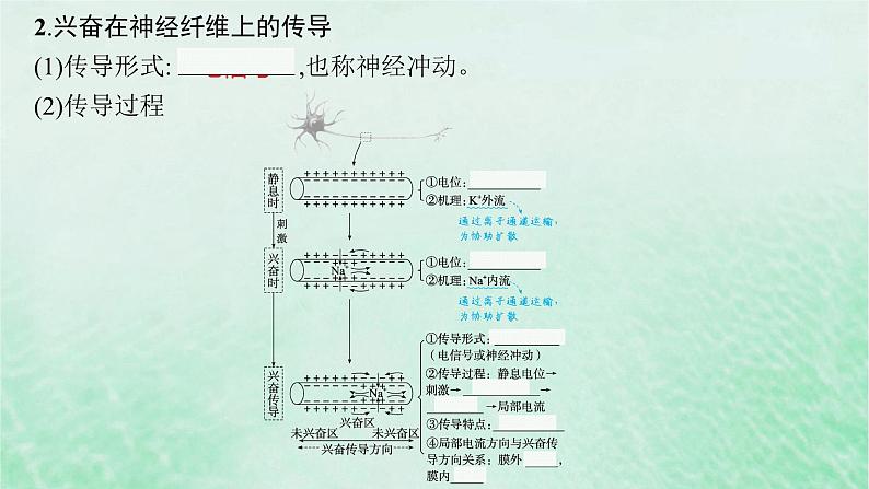适用于新教材2024版高考生物一轮总复习第8单元稳态与调节第31讲神经冲动的产生传导和传递课件新人教版第7页