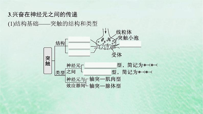 适用于新教材2024版高考生物一轮总复习第8单元稳态与调节第31讲神经冲动的产生传导和传递课件新人教版第8页