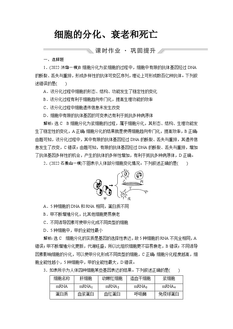 2024届人教版高考生物一轮复习细胞的分化、衰老和死亡作业(单项版)含答案第1页