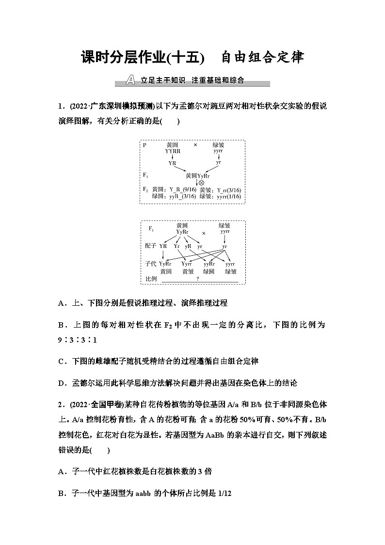 2024届苏教版高考生物一轮复习自由组合定律作业含答案第1页