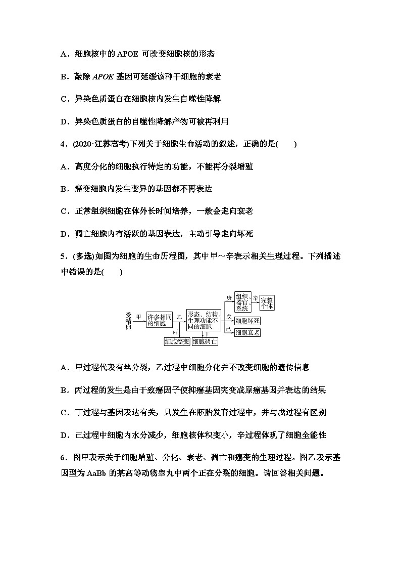 2024届苏教版高考生物一轮复习细胞分化、衰老和死亡作业含答案第2页