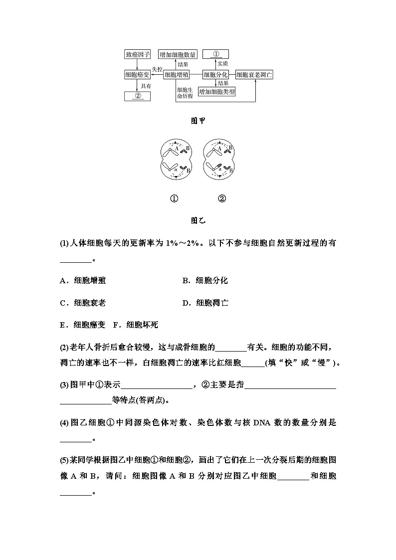 2024届苏教版高考生物一轮复习细胞分化、衰老和死亡作业含答案第3页