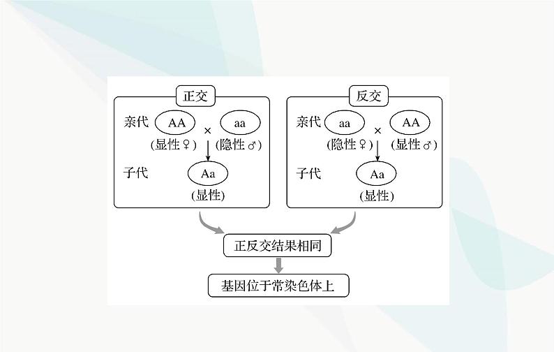 2024届人教版高考生物一轮复习素养提升课04基因定位遗传设计实验课件(单选版)第3页