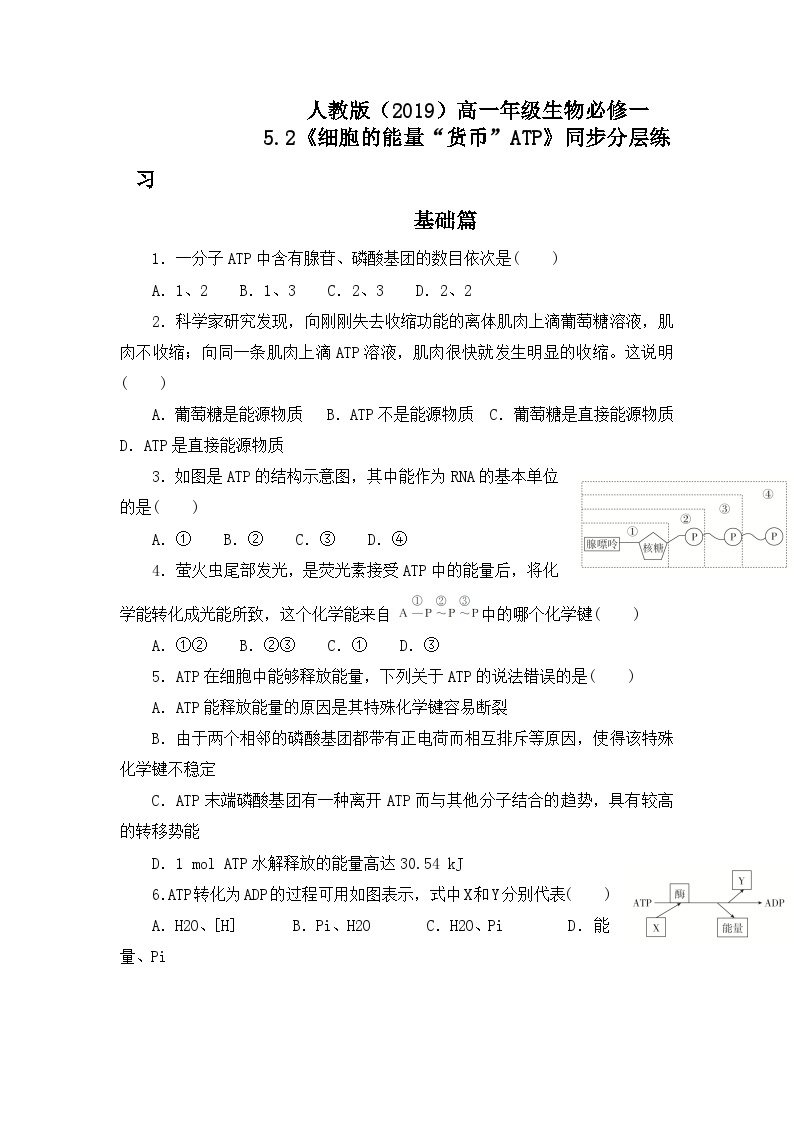 人教版2019必修一高中生物学5.2《细胞的能量“货币”ATP》课件+同步分层练习01