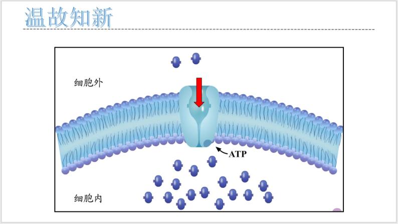 人教版2019必修一高中生物学5.2《细胞的能量“货币”ATP》课件+同步分层练习03