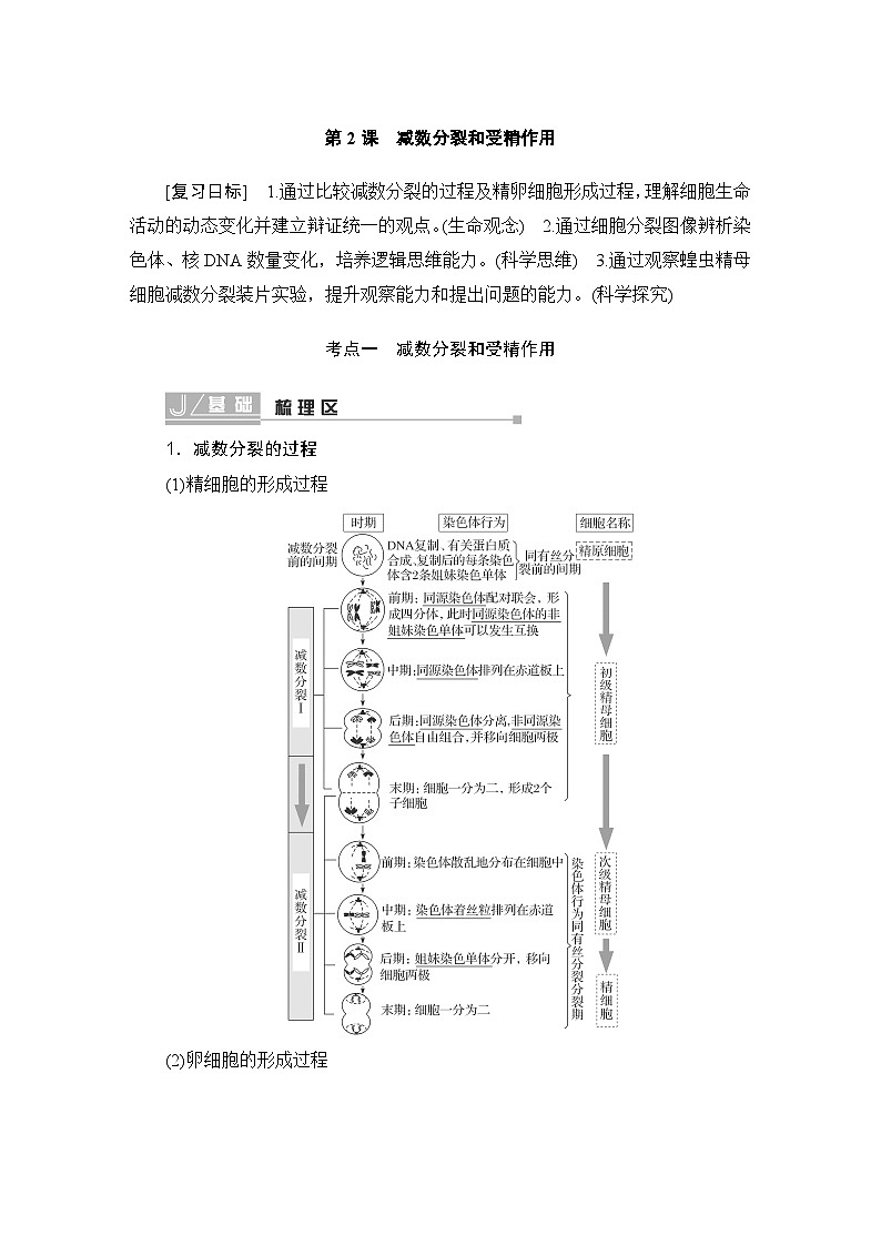 2024届人教版高中生物一轮复习减数分裂和受精作用学案(多项版)第1页