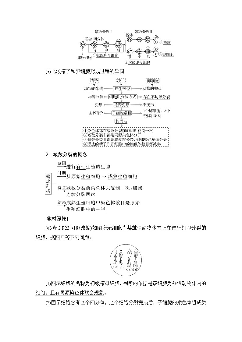 2024届人教版高中生物一轮复习减数分裂和受精作用学案(多项版)第2页