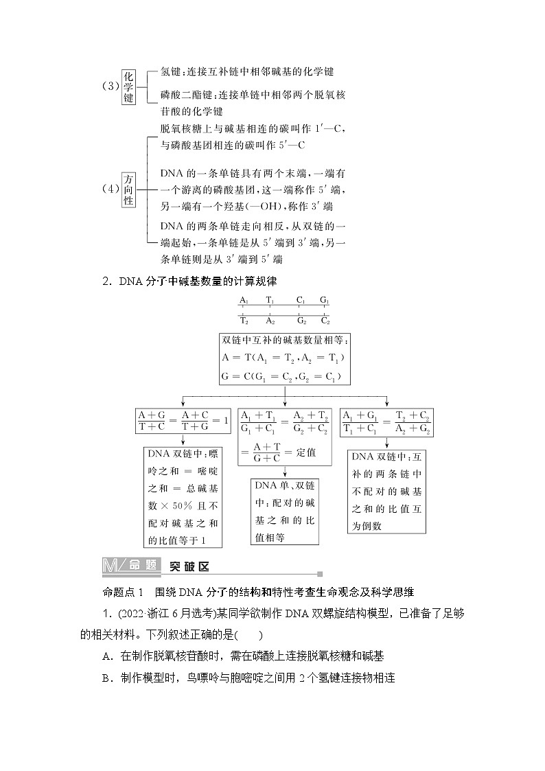 2024届人教版高中生物一轮复习DNA的结构、复制及基因的本质学案(多项版)第3页