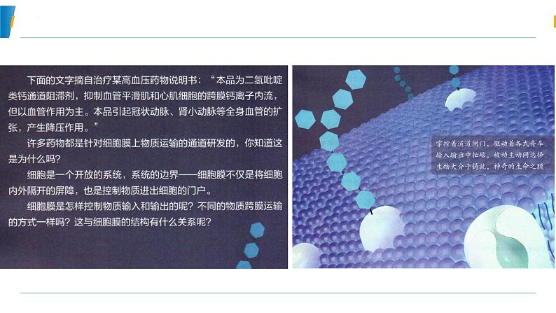 4.1 被动运输(第一课时)教学课件-2023-2024学年高一生物同步备课系列(人教版2019必修1)(人教版2019)第2页